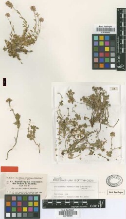 Lipophragma eunomioides Schott & Kotschy et Boiss. [type]