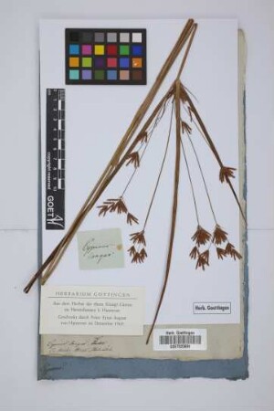 Cyperus longus L.