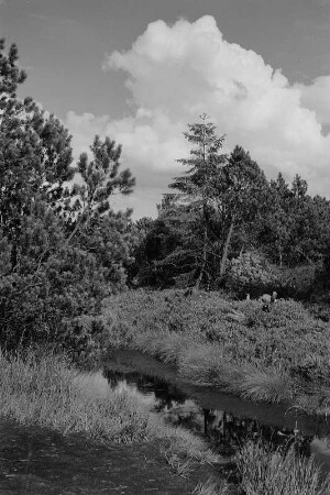 Zinnwald-Georgenfeld. Naturschutzgebiet Georgenfelder Hochmoor