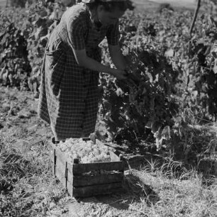 Landschaftsbild der bulgarischen Rhodopen. Weinlese um Peruschtiza