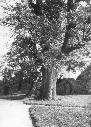 Steinkreuz unter einer Linde : Geithain. Kirchhof mit Steinkreuz (L 23) unter einer Linde