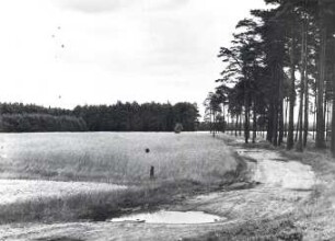 Die Heide bei Nochten : Landschaft - Heide. Heide zwischen Sprey (Sprjowje) und Nochten (Wochozy), in Richtung Nochten.