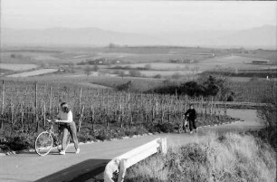 Merdingen: Wege am Tuniberg im November bei Merdingen