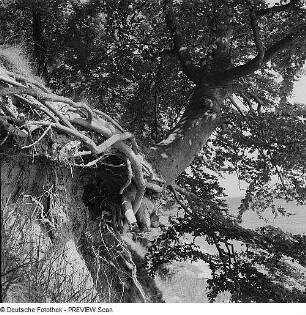 Buche bei Lauterbach auf Rügen
