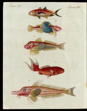 Rothe Fische.