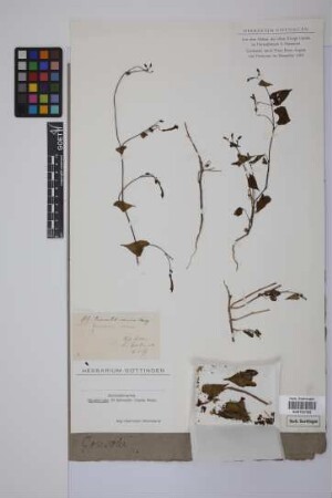 Quamoclit coccinea Cooke