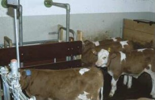 Fotografie: Fütterungstechnik, Kalb, Tränkeautomat, Gruppenhaltung