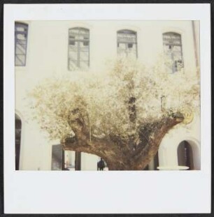 Baum in Hannover