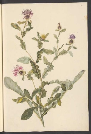 Centaurea seridis, Blatt 93