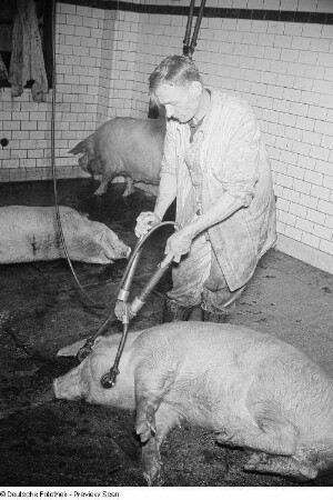 Reinigung der toten Schweine