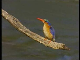 Breeding Biology of the Malachite Kingfisher