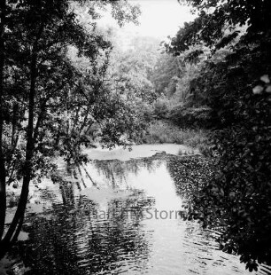 Lasbek-Gut: Lasbeker Mühlenteich: am Ufer Bäume und Büsche: hinten im Wasser Schilf und Wasserlinsen