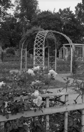 Rosengarten im Karlsruher Stadtgarten.