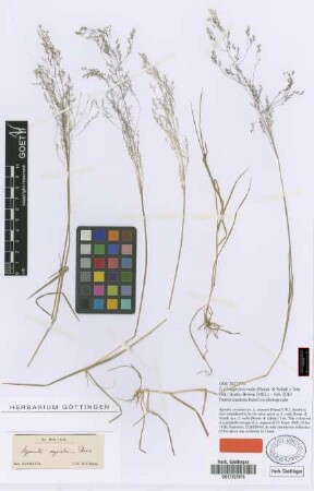 Agrostis aequata Nees