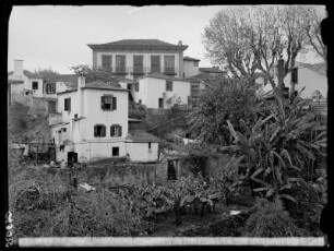 Funchal, Bananengarten