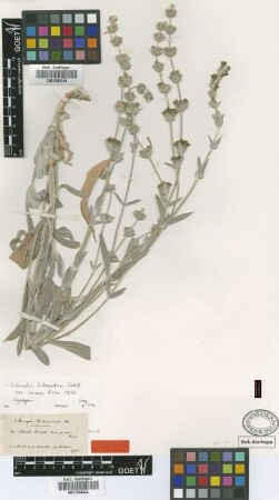 Sideritis bourgaei Boiss. [type]