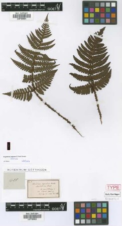 Aspidium cognatum C.Presl [isotype]