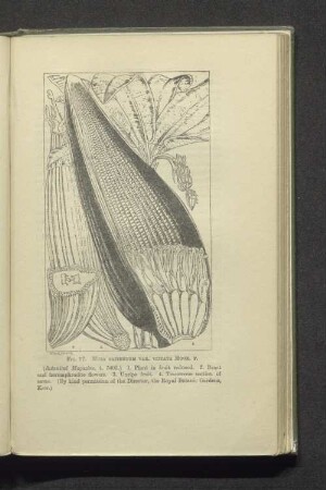 Fig 17 Musa sapientum var. vittata hook. F.