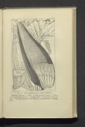 Fig 17 Musa sapientum var. vittata hook. F.