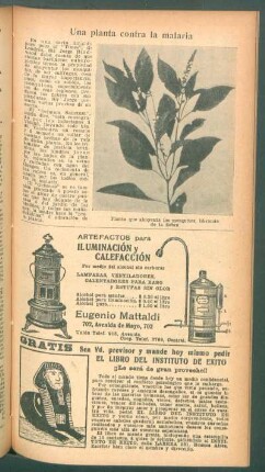 Una planta contra la malaria