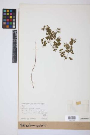 Adiantum poiretii