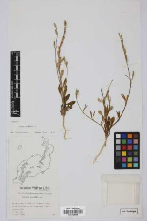 Silene gallica L.