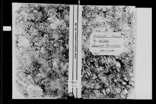Ubstadt, katholische Gemeinde: Standesbuch 1804-1806