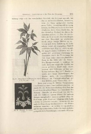 Fig. 18. Junges Laub von Dracunculus vulgaris ; Fig. 19. Pompeji