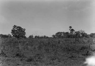 Vegetation des Pantanal : Vegetation am südlichen Ende des Pantanal, nahe der Stadt Aquidauana.