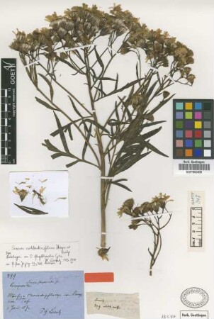 Senecio flagellisectus Griseb. [type]