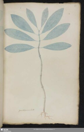 Blatt 61-90