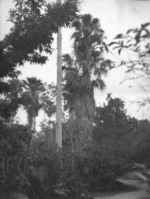 Palmen im Tropical Garden (USA-Reise 1933)