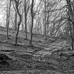Hoisbüttel: Schüberg [auch: Schübarg]: Naherholungsgebiet: rechts Trasse für geplanten Wanderweg: rechts und links Bäume