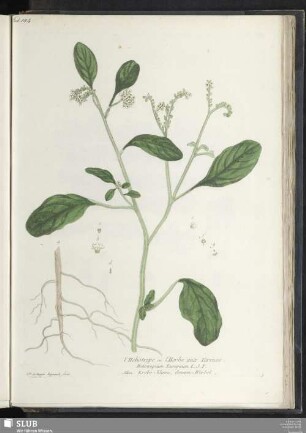 l'Heliotrope ou l'Herbe aux Verrues