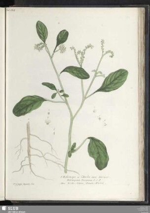 l'Heliotrope ou l'Herbe aux Verrues