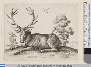 Liegender Hirsch
