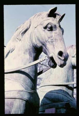 Quadriga-Pferde 25.3.58.