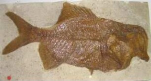 Fisch Hoplopteryx