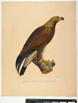 Aquila fulva. Nobis. der junge Steinadler. Femina. - Steinadler. Aquila chrysaetos; fem. - Zeichner: Ambrosius Gabler; Stecher: Johann Carl Bock