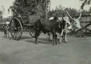 Droschke mit Rindergespann : Ostafrika, Droschke mit Rindergespann, vor 1945