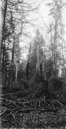Im Wald : Abgestorbene und umgestürzte Bäume im Wald.