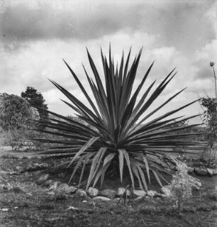 Sisal-Agave : Eine große Sisal-Agave auf der Pflanzung der Familie Strobel.