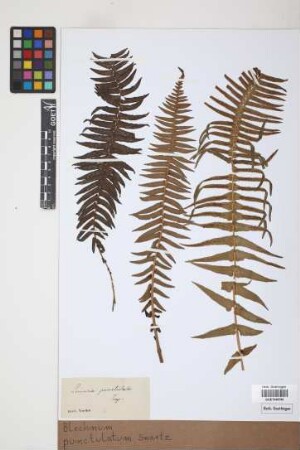 Blechnum punctulatum Sw.