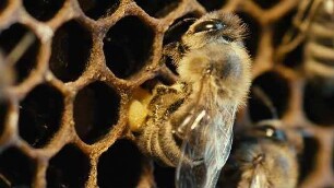 More Than Honey