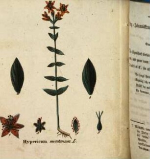 Symbolische Pflanzen, Blumen und Früchte : größtentheils nach der Natur gezeichnet und gemalt ; mit erklärendem Text ; zu Selam oder die Sprache der Blumen. 2