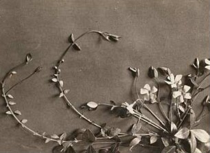 Kleines Immergrün (Vinca minor), auch Kleines Singrün