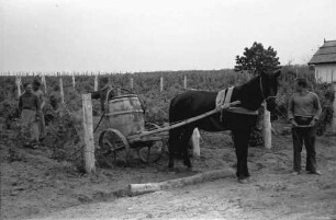Tiraspol [Moldawien]: Spritzen der Weinplantagen