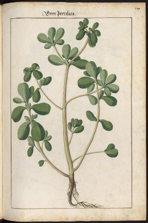 Gros portulaca : Gros portulaca, Große Portulaca (Portulaca) fol. 179 recto aus: Kentmann, Johann: Kreutterbuch. 1563. Dresden: SLUB Mscr.Dresd.B.71