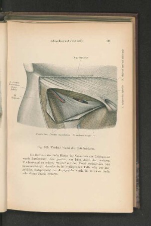 Fig. 509. Vordere Wand des Gefäßtrichters.