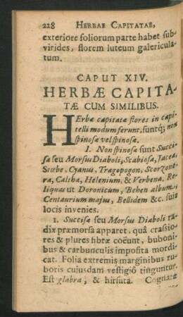 Caput XIV. Herbae Capitatae Cum Similibus.